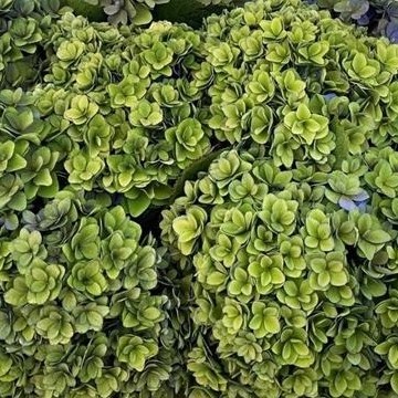 Hydrangea Royal Kiss Classic