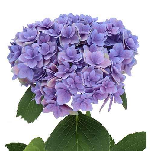Hydrangea Royal Kiss Purple