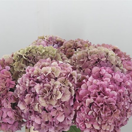 Hydrangea Royal Lipstick Classic