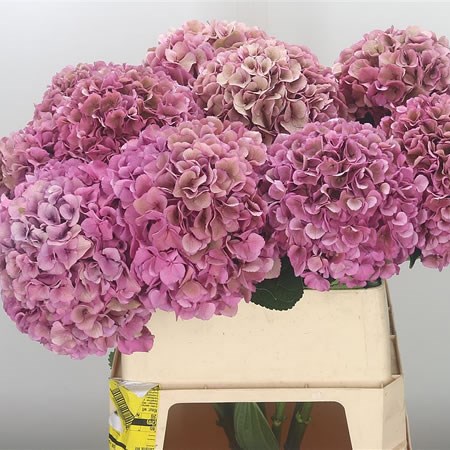 Hydrangea Royal Lipstick Classic