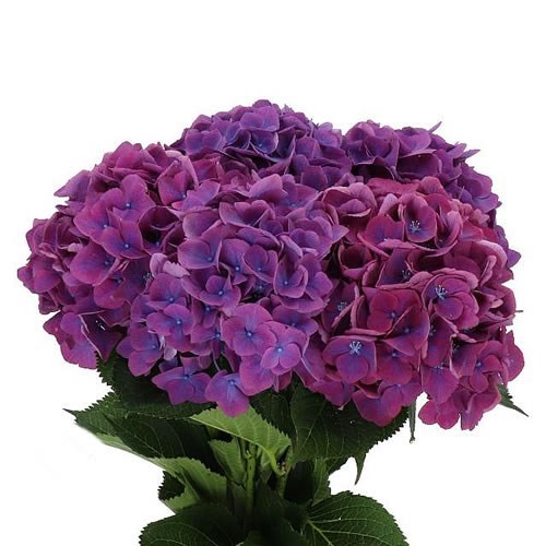 Hydrangea Royal Opera