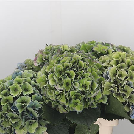 Hydrangea Royal Parade Blue/Green Classic