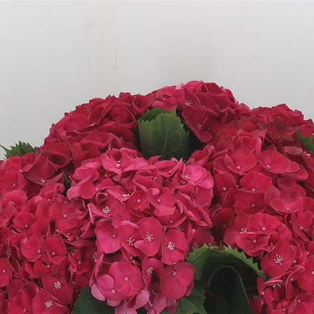 Hydrangea Royal Prestige