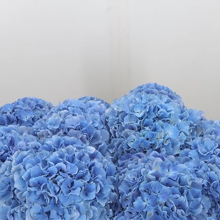 Hydrangea Royal Pride