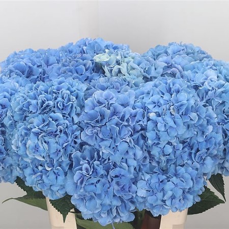 Hydrangea Royal Pride