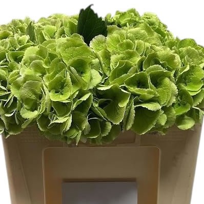 Hydrangea Royal Princess Classic