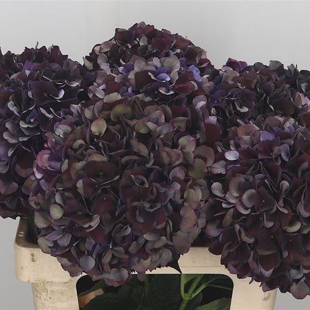 Hydrangea Rubyred Picasso Classic