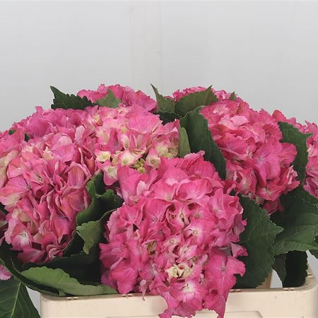Hydrangea Scarlett Pink