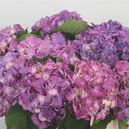 Hydrangea Scarlett Pink/Lilac
