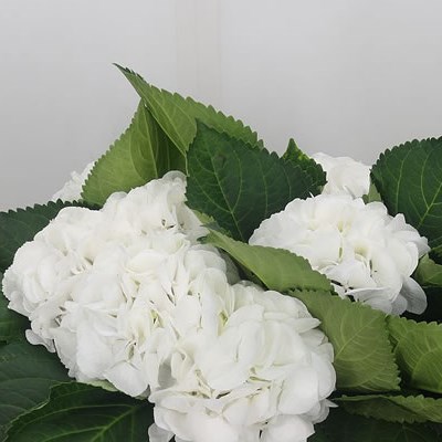 Hydrangea Schneeball