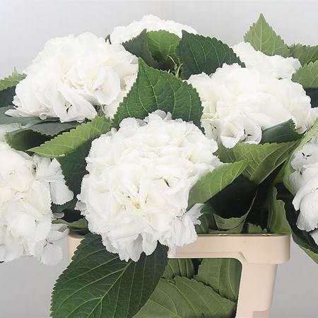 Hydrangea Schneeball