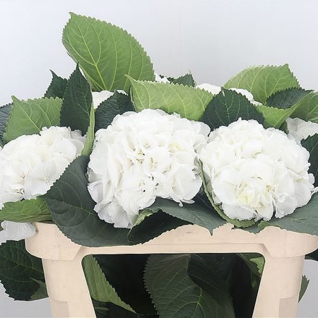 Hydrangea Schneeball