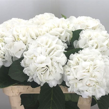 Hydrangea Schneeball
