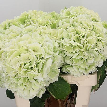 Hydrangea Schneeball Classic