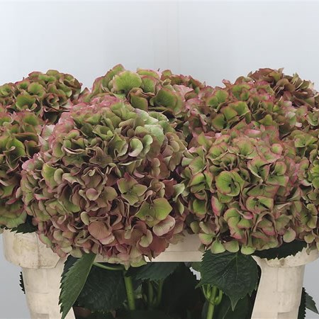 Hydrangea Sibilla Classic Pink