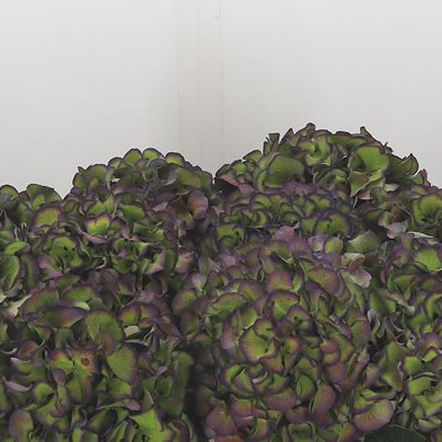 Hydrangea Sibilla Classic Purple/Green