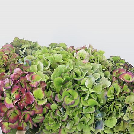 Hydrangea Sibilla Classic Red/Green