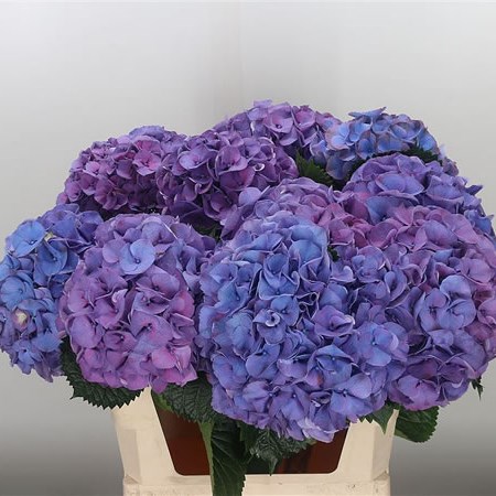 Hydrangea Sibilla Purple