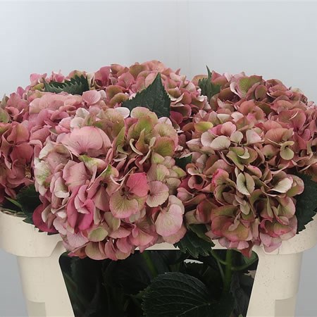 Hydrangea Sibilla Red Classic