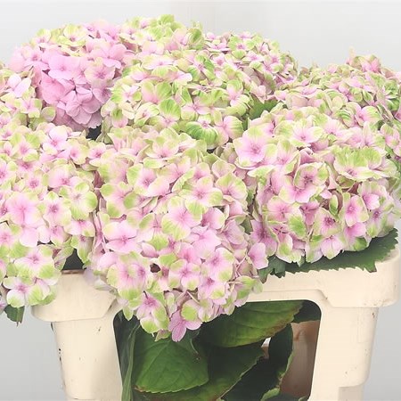 Hydrangea4937　1202 Hydrangée à grandes feuilles ENDLESS SUMMER® Bloomstruck