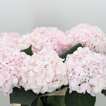 Hydrangea Smiley