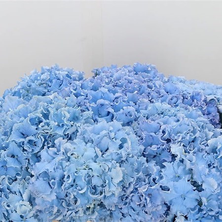 Hydrangea Spike Blue