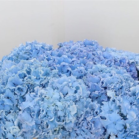 Hydrangea Spike Blue