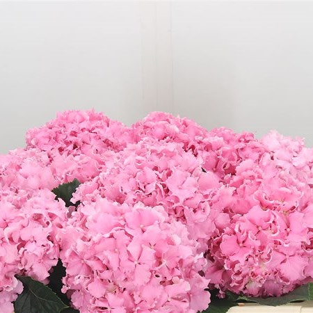 Hydrangea Spike Pink