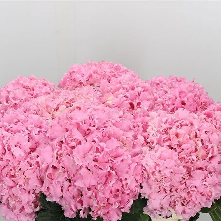 Hydrangea Spike Pink