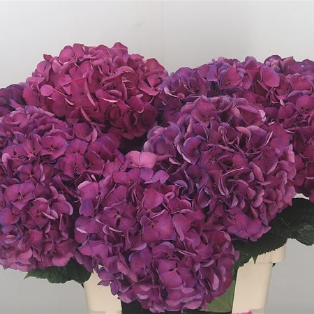 Hydrangea St. Tropez