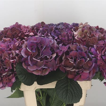 Hydrangea St. Tropez Classic