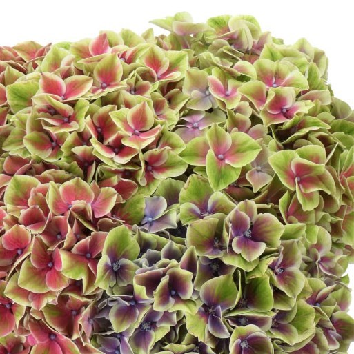 Hydrangea Sweet Esperance