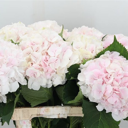 Hydrangea Sweet Verena