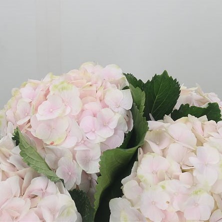 Hydrangea Sweet Verena Pink