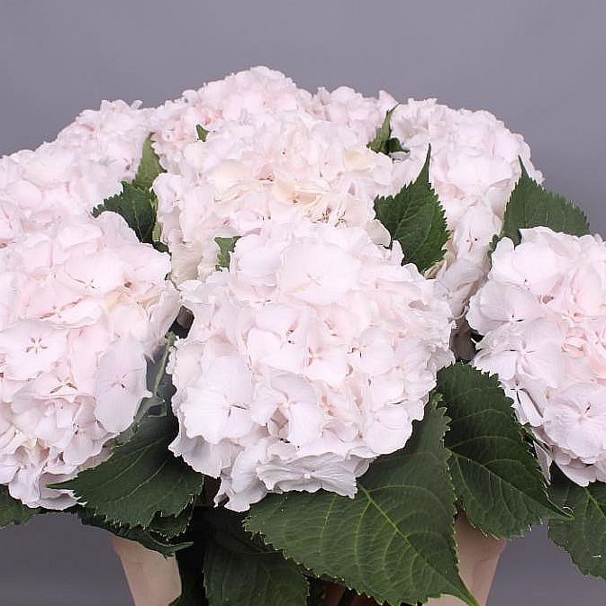 Hydrangea Sweet Verena Pink