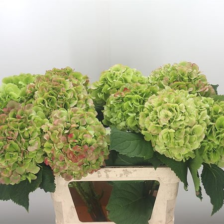 Hydrangea Sweet Verena Pink/Green Classic