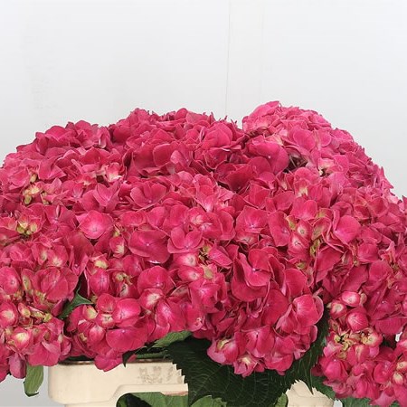 Hydrangea Trophy Red