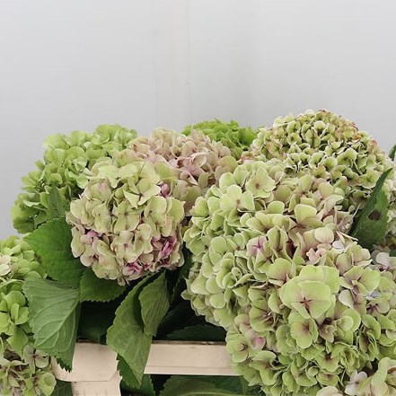 Hydrangea Vendetta Classic Green/Pink