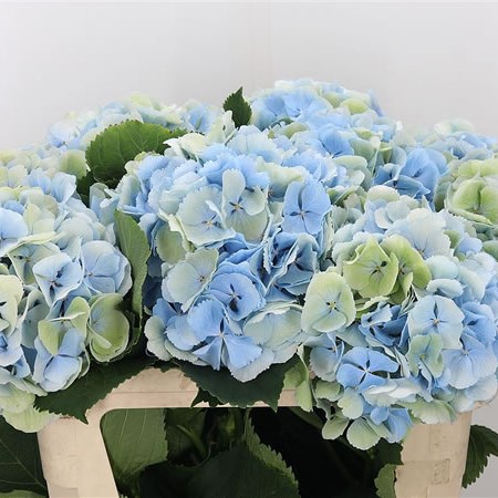 Hydrangea Verena Blue/Green