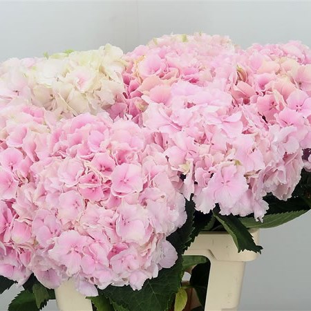 Hydrangea Verena Classic Champagne