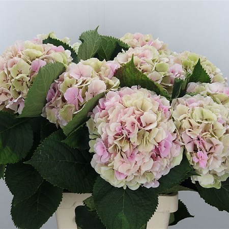 Hydrangea Verena Classic Champagne
