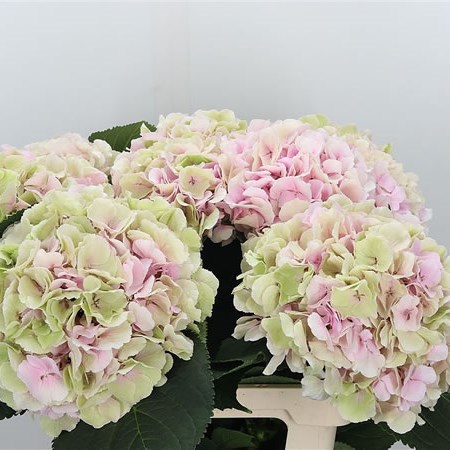 Hydrangea Verena Green/Pink
