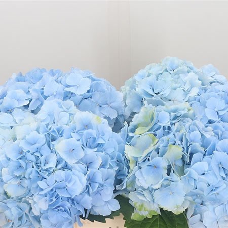 Hydrangea Verena Light Blue