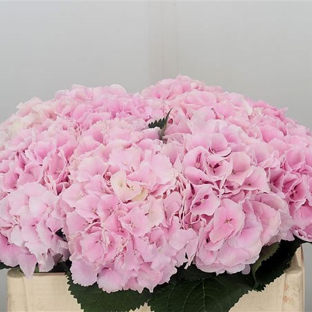 Hydrangea Verena Pink