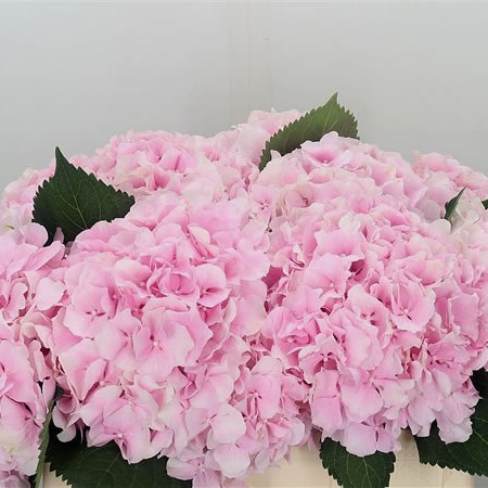 Hydrangea Verena Pink