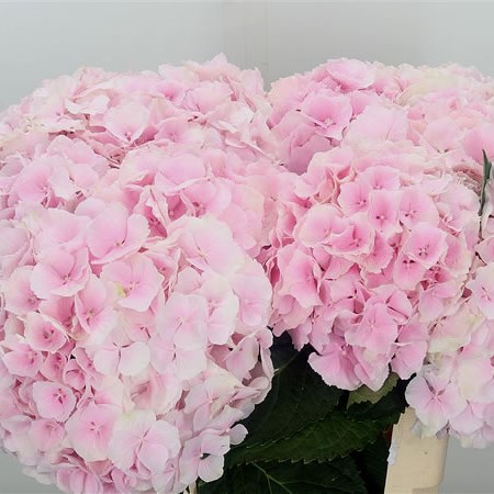 Hydrangea Verena Pink