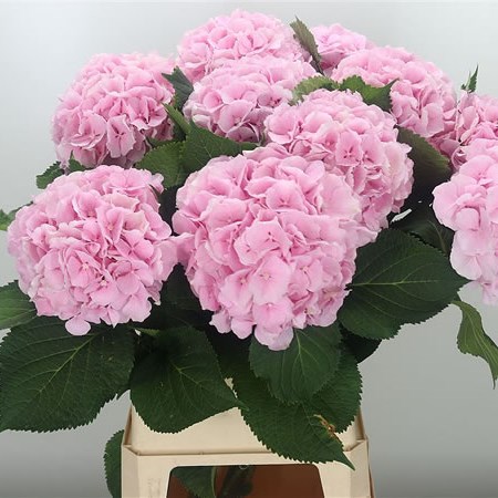 Hydrangea Verena Pink XXL