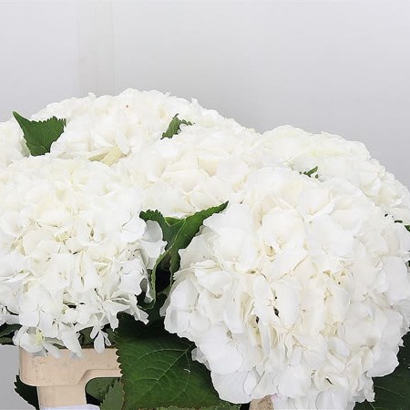 Hydrangea Verena White