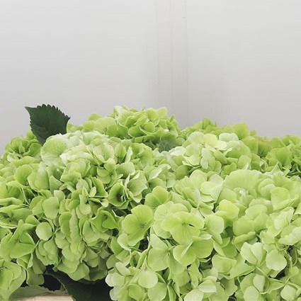 Hydrangea Verena White Classic
