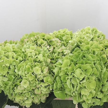 Hydrangea Verena White Classic